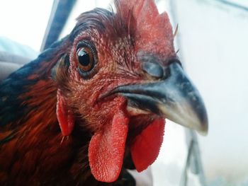 Close-up of rooster