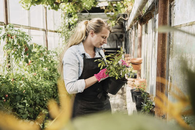 Female gardener examining leaves of plant in greenhouse