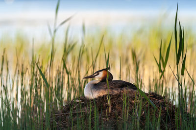 Great crested grebe on its nest incubating