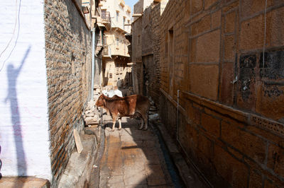 Cows standing in alley amidst buildings