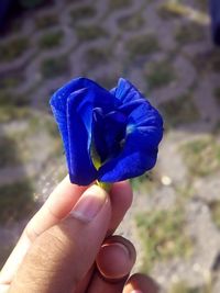 Close-up of hand holding purple flower