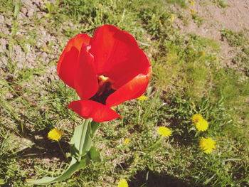Red poppy blooming in field