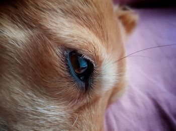 Close-up portrait of dog