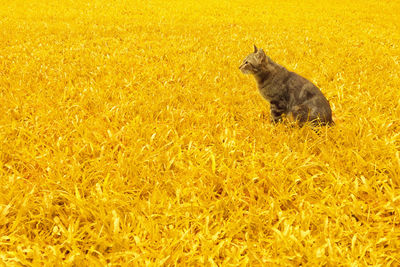 View of a rabbit on field