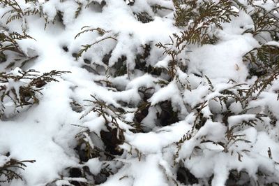 Snow covered land and trees