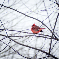 Bird perching on branch