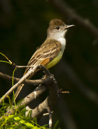 Close-up of bird perching on branch