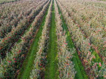 Scenic view of corn field