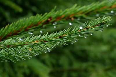 Close-up of wet plant