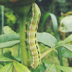 Close-up of butterfly on leaf
