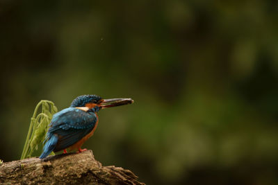 Close-up of bird perching on a tree