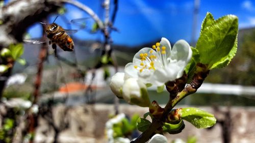 Close-up of bee on flower
