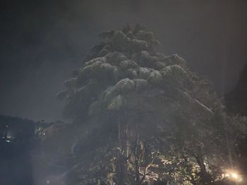 Low angle view of trees against sky