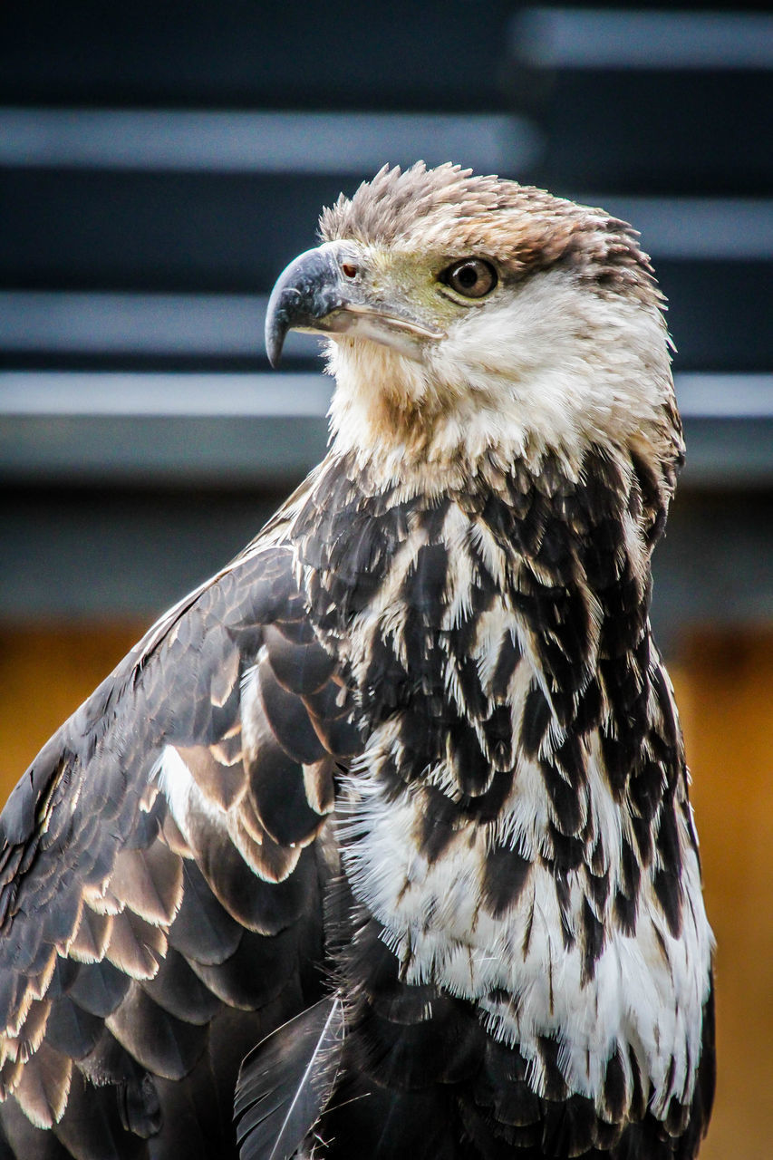 CLOSE-UP OF EAGLE AGAINST WALL