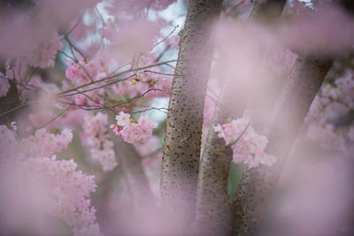 Close-up of pink cherry blossoms in spring