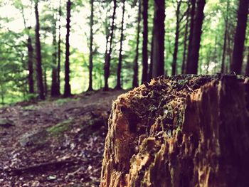 Close-up of tree stump in forest