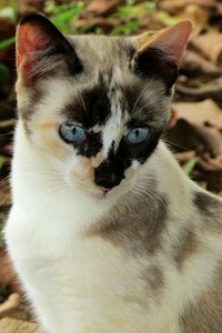 Close-up portrait of cat