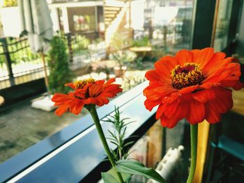 Close-up of flowers blooming outdoors