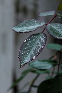 Close-up of raindrops on leaves