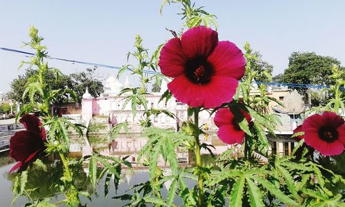 Close-up of flowers blooming against sky