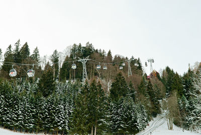 View of trees in winter