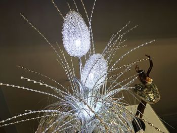 Close-up of spider on web at night