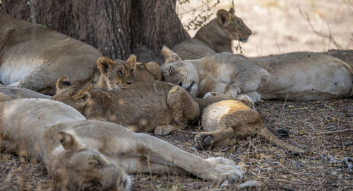 Lion family on field in forest