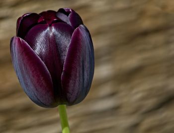 Close-up of purple tulip