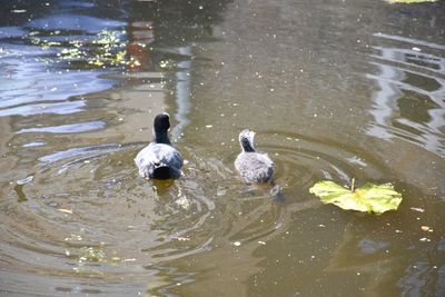 Swans swimming in lake