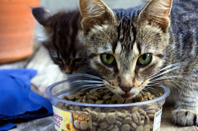 Close-up portrait of a cat drinking water