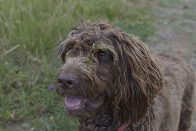Close-up portrait of dog on field
