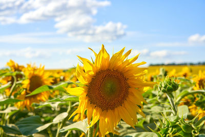 Close-up of yellow flowering plant