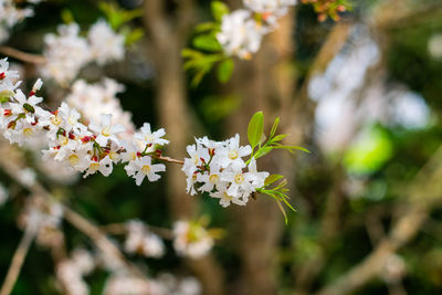 Close-up of white cherry blossoms in spring