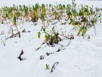 View of snow covered plants
