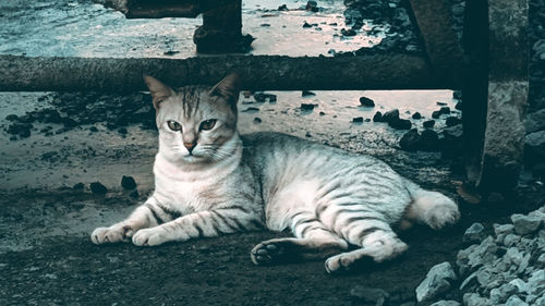 Portrait of cat resting outdoors