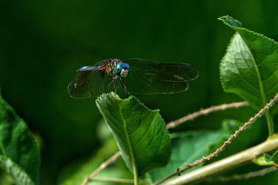 Close-up of dragonfly on plant