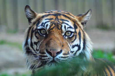 Close-up portrait of tiger