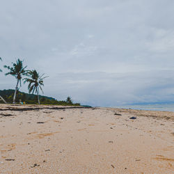 Palm trees on beach against sky