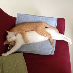 High angle view of cat sleeping on sofa