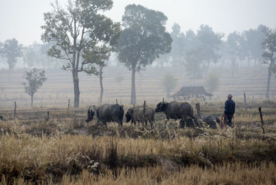 Herder with buffalos on field in foggy weather