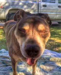 Close-up of dog on field