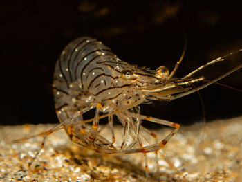 Close-up of insect in sea