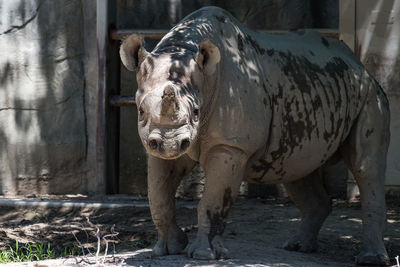 Rhinoceros standing at zoo