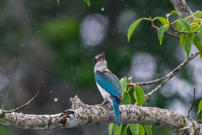 Close-up of bird perching on branch