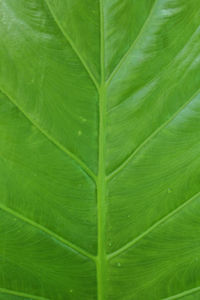 Full frame shot of green leaf