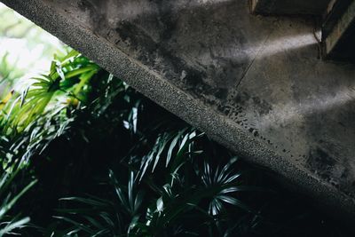 High angle view of plant by tree