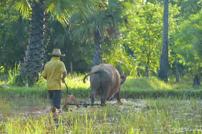 Elephants on field