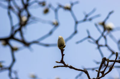 Low angle view of buds on branch against sky