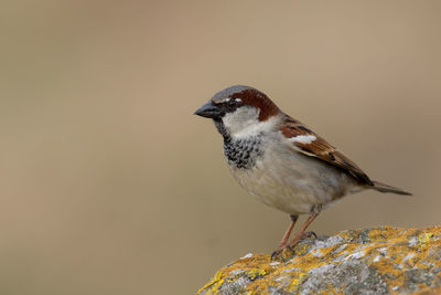 Close-up of a bird