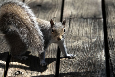 Close-up of squirrel